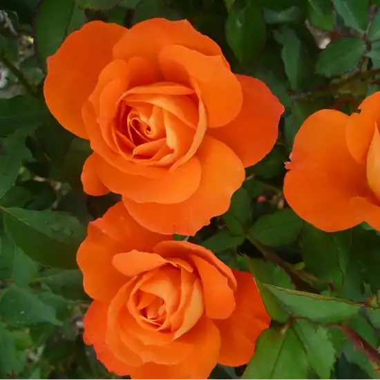 Trandafiri Floribunda - Trandafiri - Christchurch™ - 